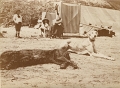 Sheringham 1913 CONSTANTINE DEMETRIADI + IONIDES DOGS